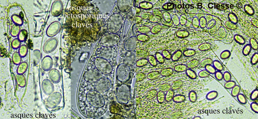 Lasiobolus cuniculi