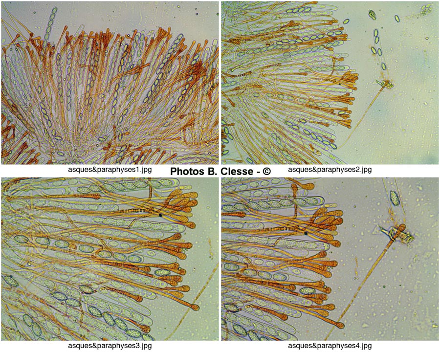 Melastiza cornubiensis