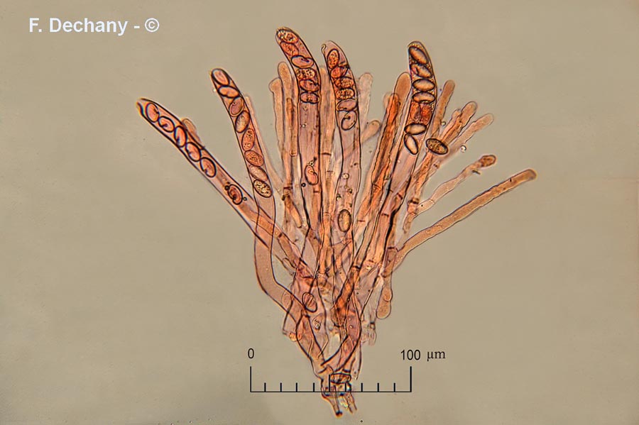 Morchella vulgaris