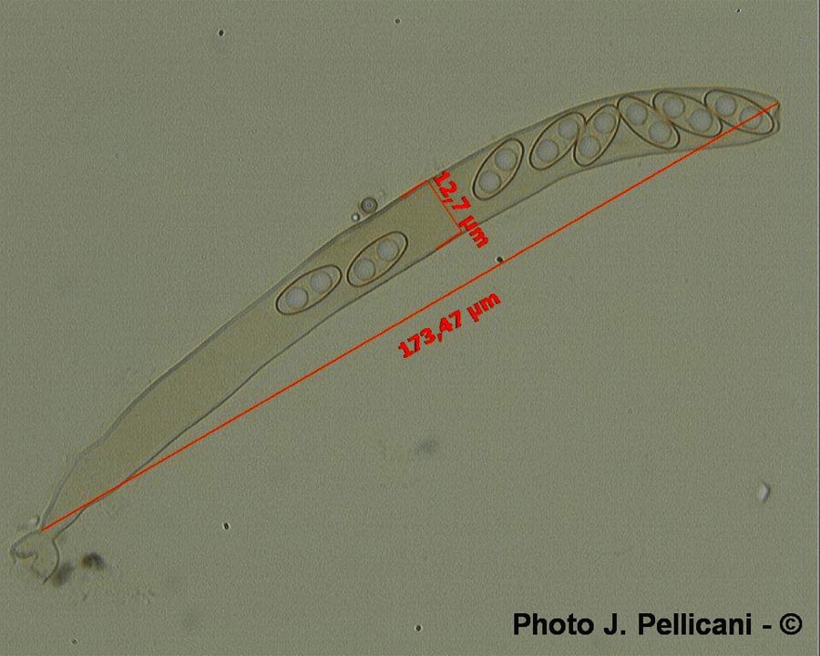 Otidea bufonia