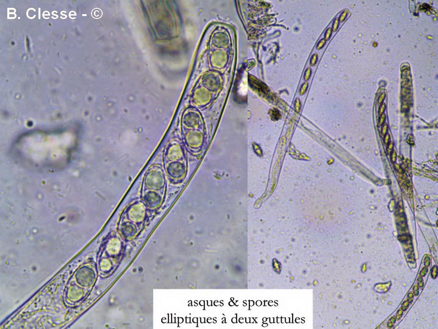 Peziza succosa (Paragalactina succosa, Aleuria succosa, Galactinia succosa, Plicaria succosa)