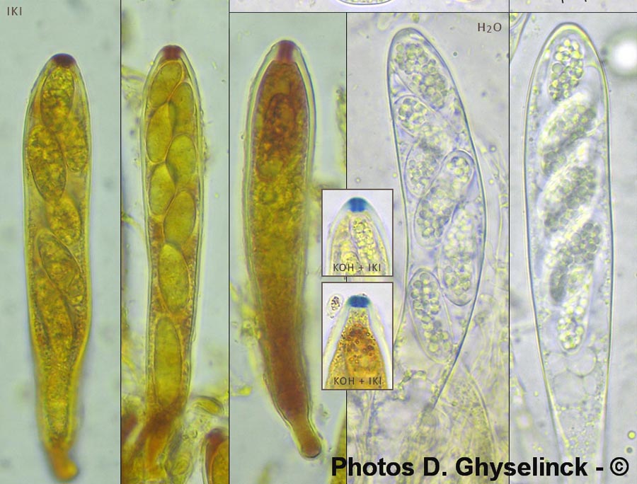 Pezicula livida