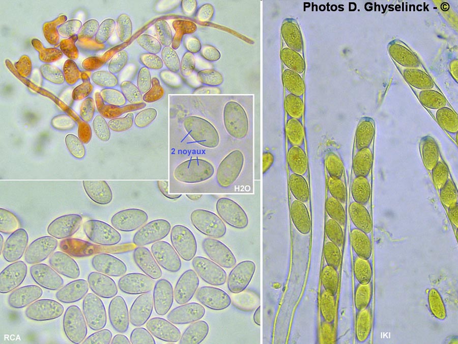 Sclerotinia ficariae