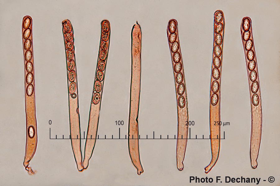 Scutellinia scutellata