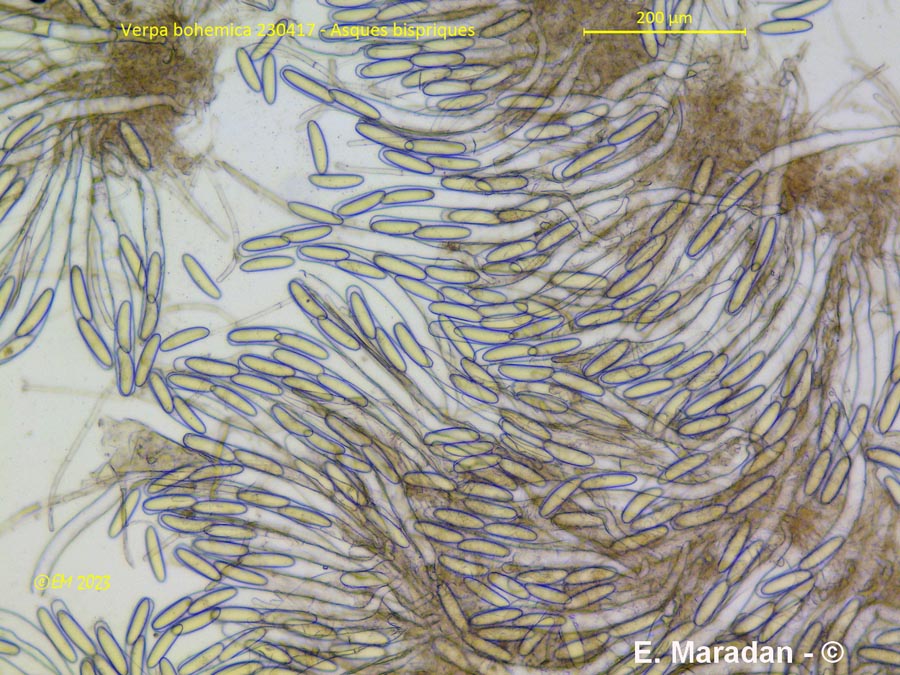 Verpa bohemica (Ptychoverpa bohemica)