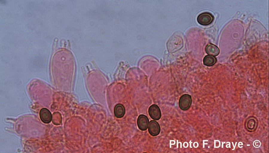 Agaricus comtulus - F. Draye
