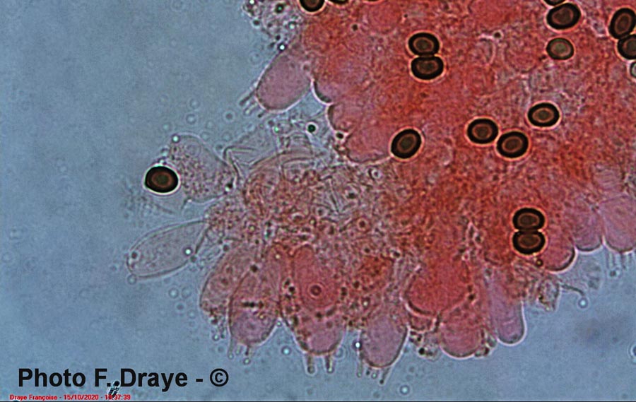 Agaricus comtulus - F. Draye