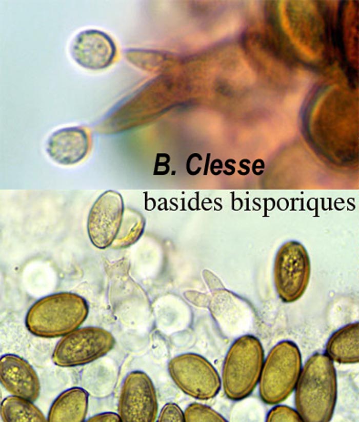 Agrocybe pediades