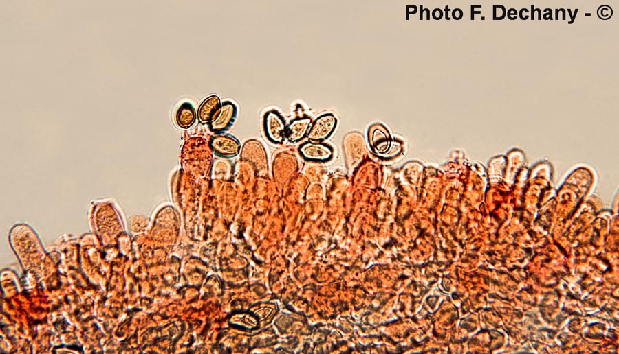 Agrocybe praecox var. cutifracta