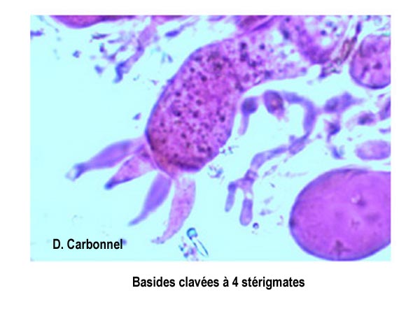 Aleurobotrys botryosus (Aleurodiscus botryosus)