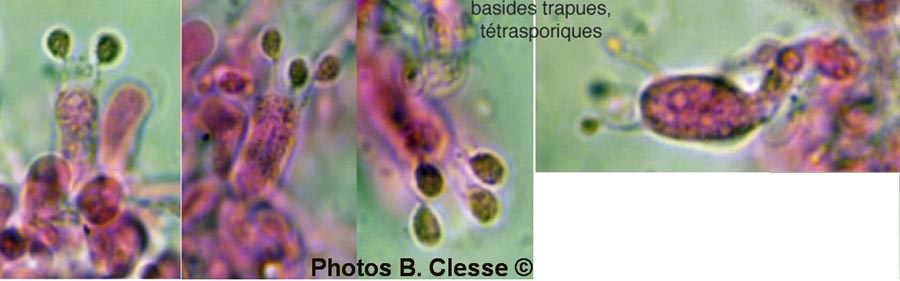 Aphanobasidium subnitens