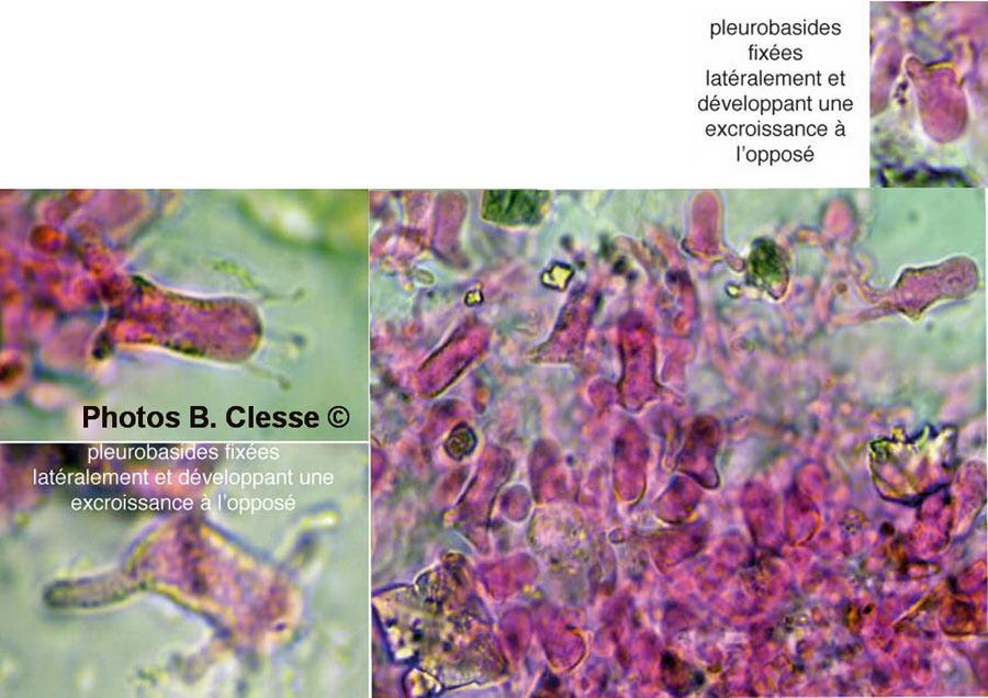 Aphanobasidium subnitens