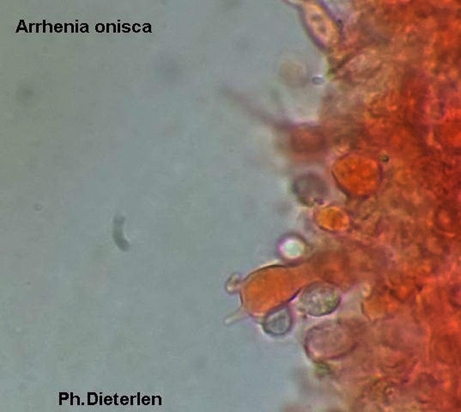 Arrhenia onisca