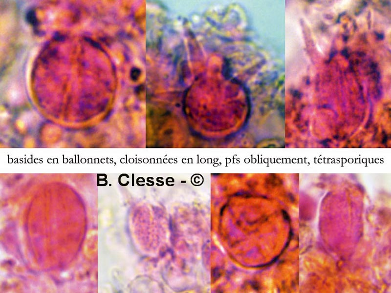 Basidiodendron walleynii