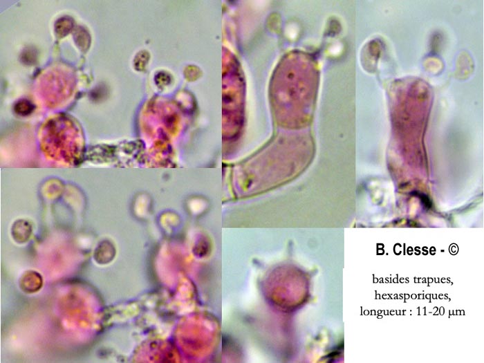 Botryobasidium capitatum (Botryobasidium candicans, Haplotrichum capitatum)