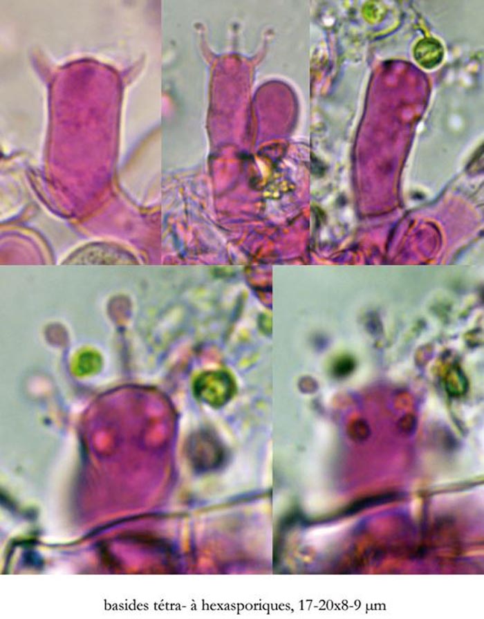 Botryobasidium ellipsosporum