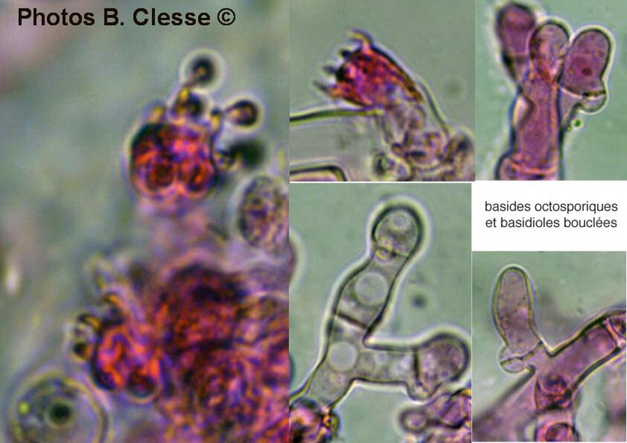 Botryobasidium subcoronatum