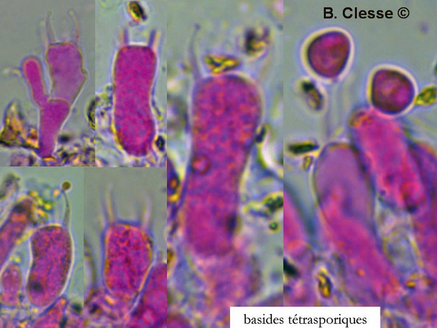 Brevicellicium olivascens