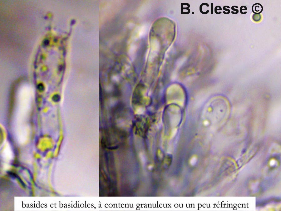 Byssocorticium atrovirens