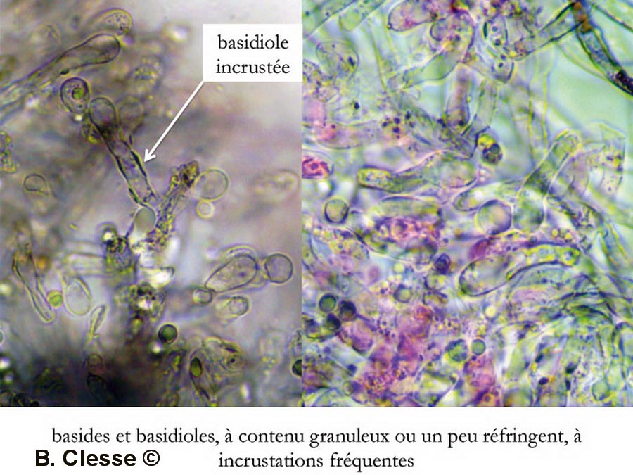 Byssocorticium atrovirens