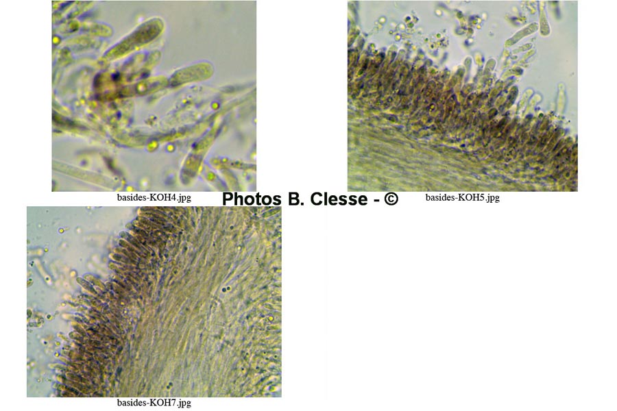 Callistosporium pinicola