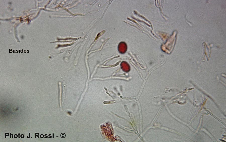 Calocera viscosa