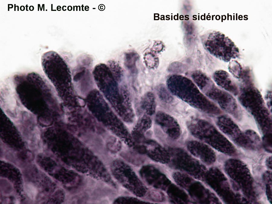 Calocybe constricta