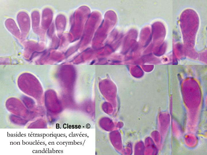 Ceriporia reticulata