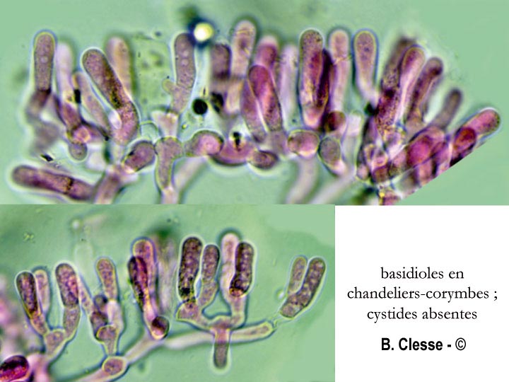 Ceriporia reticulata