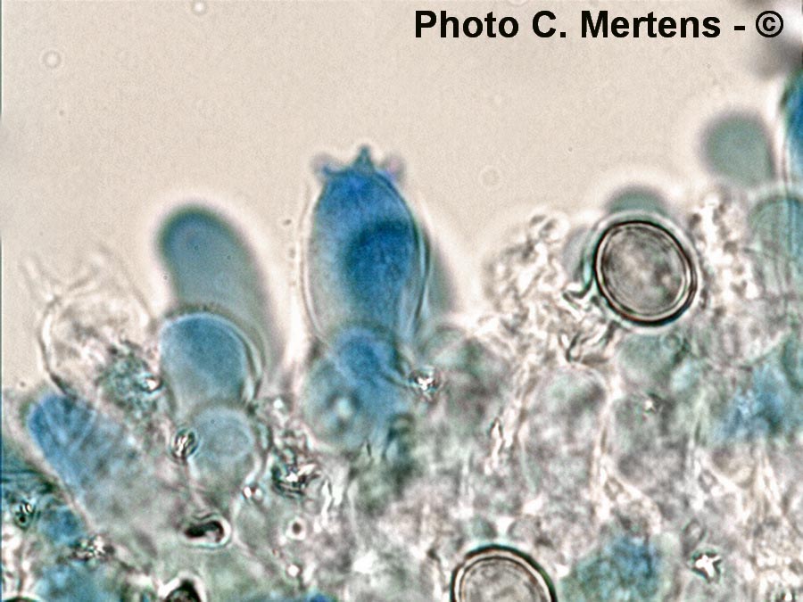 Chromocyphella muscicola