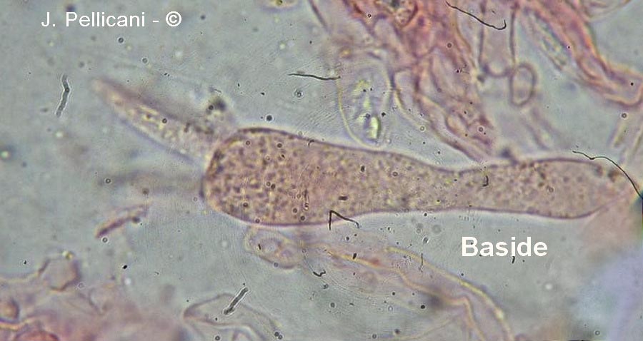Clavariadelphus fistulosus var. contortus