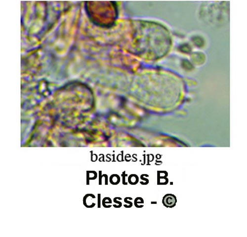 Clitopilus daamsii