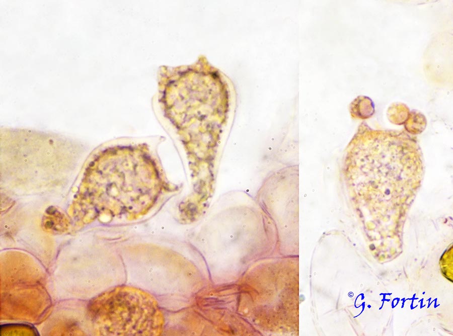 Conocybe apala