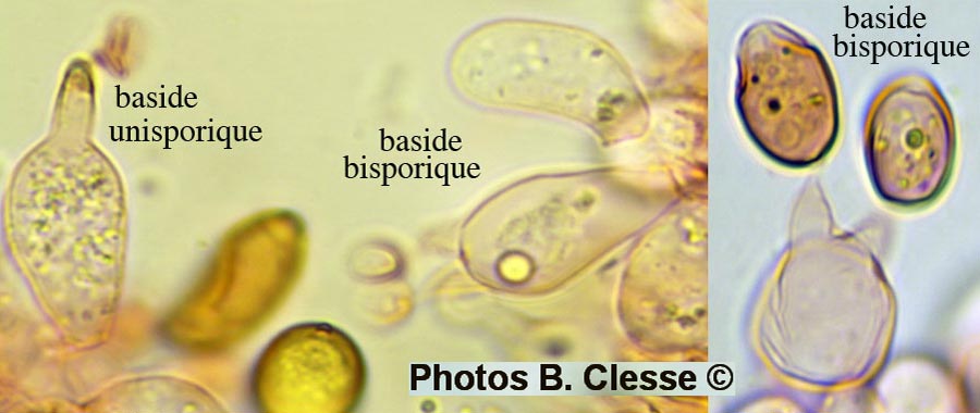 Conocybe macrospora