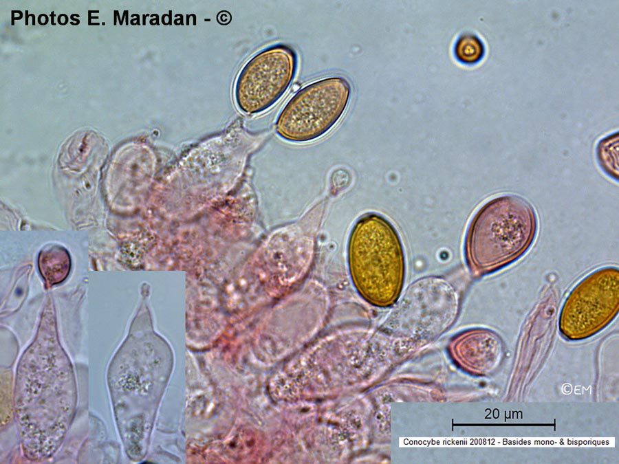 Conocybe rickenii