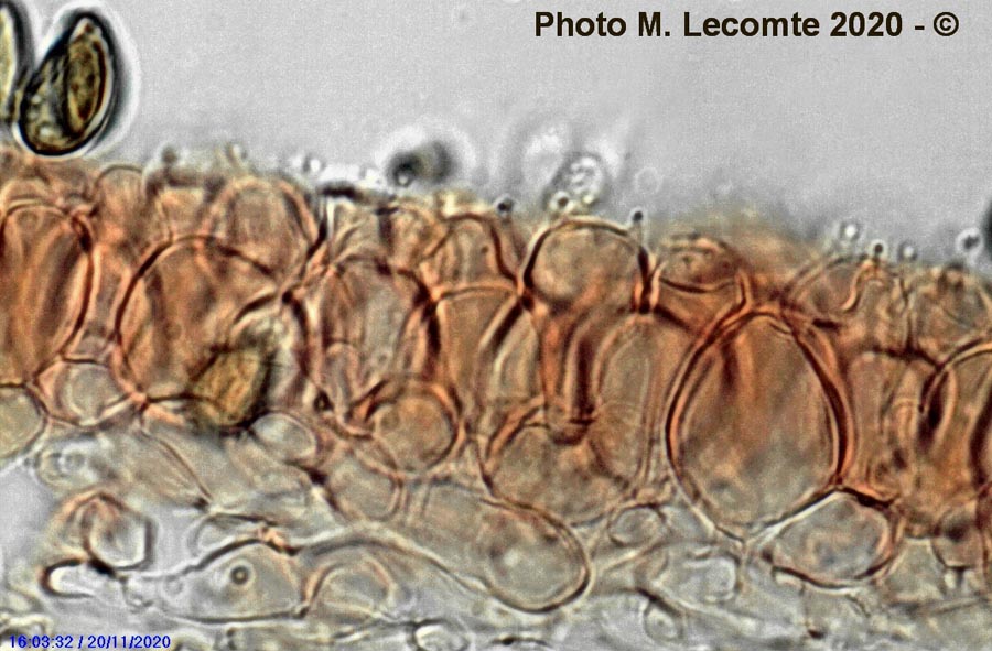 Psathyrella marcescibilis (Coprinopsis marcescibilis)