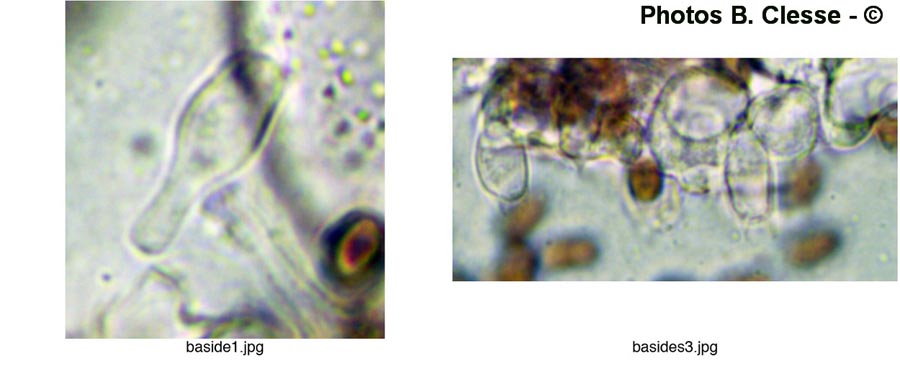 Coprinus stercoreus