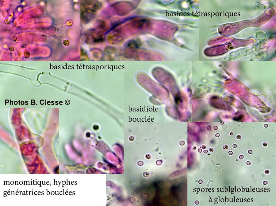 Cristinia helvetica