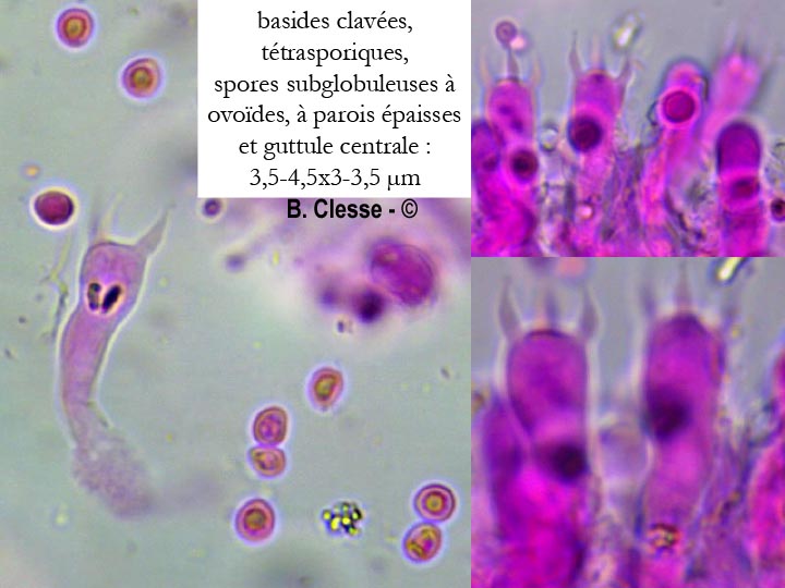 Cristinia helvetica