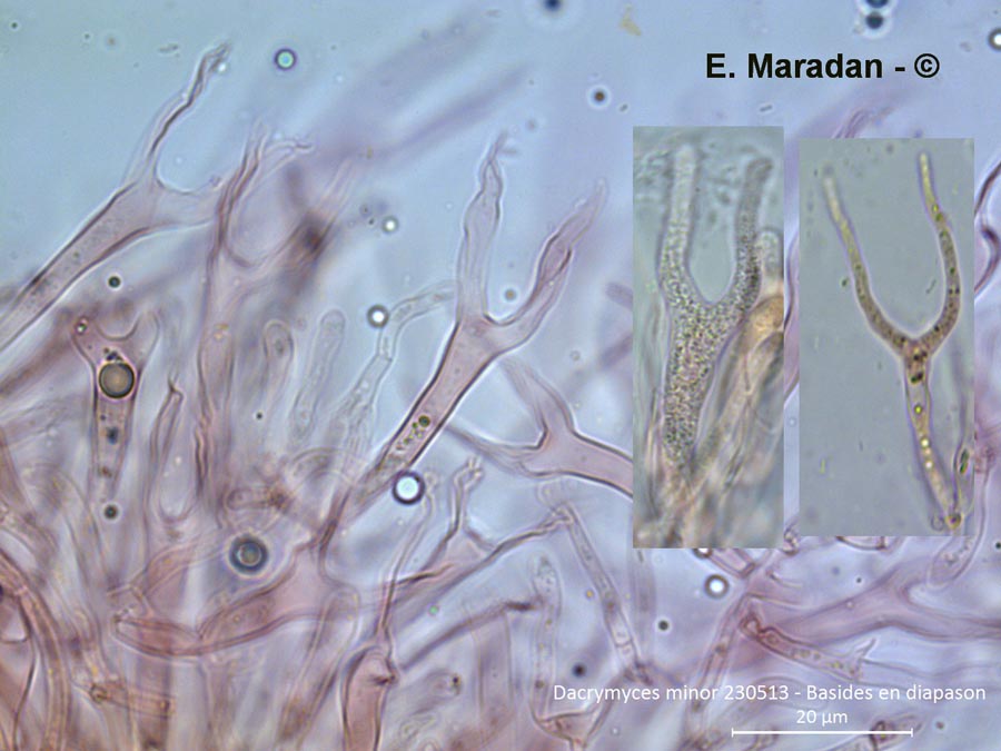 Dacrymyces minor