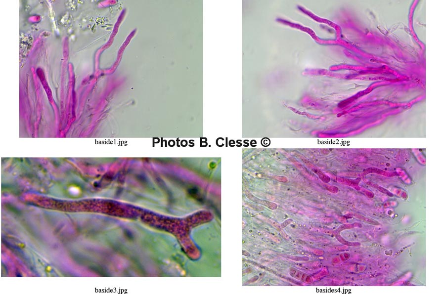 Dacrymyces stillatus