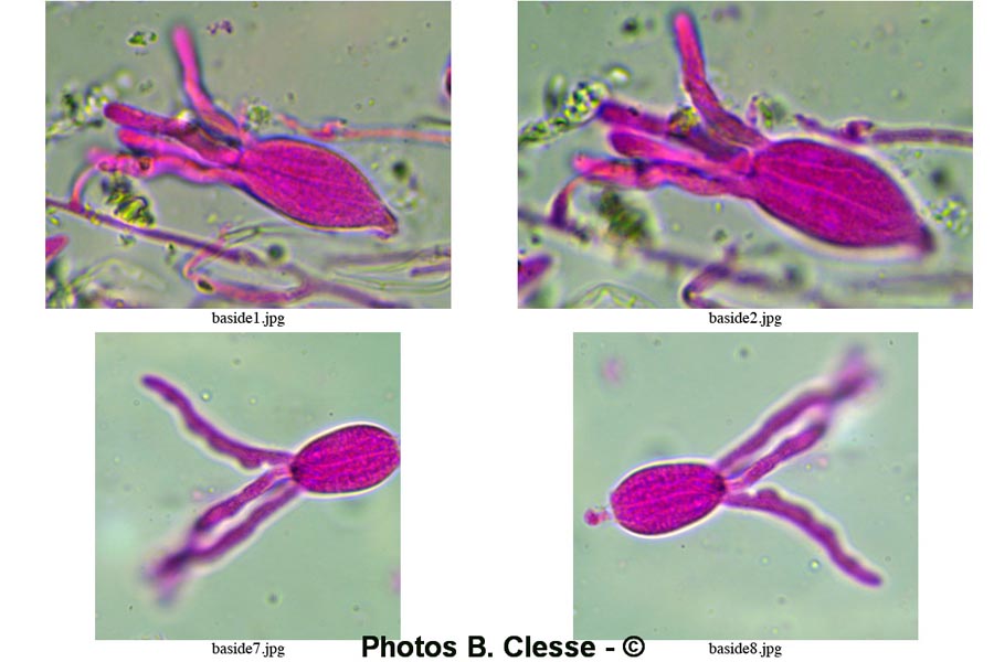 Exidia thuretiana