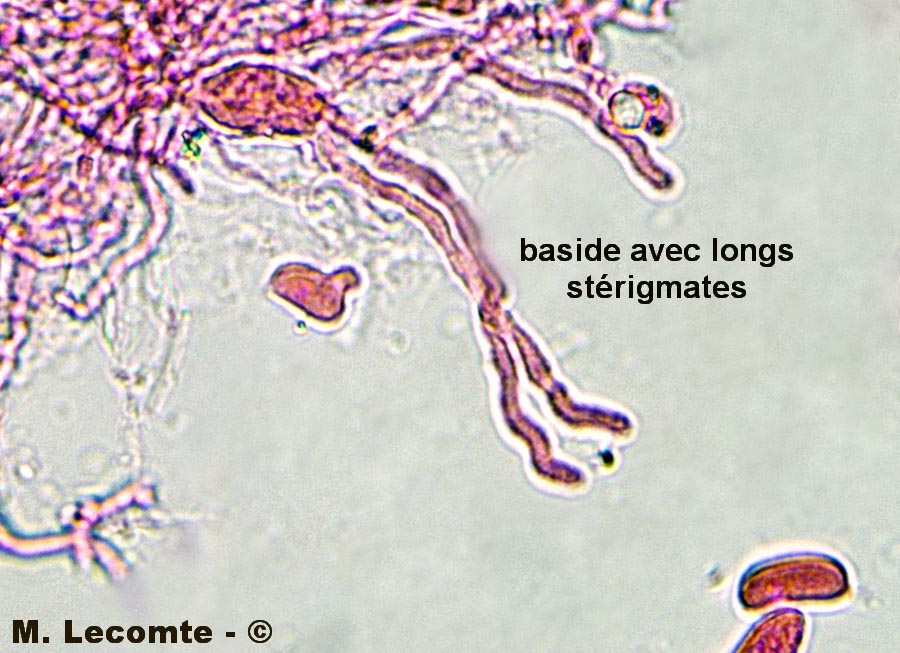Exidiopsis grisea