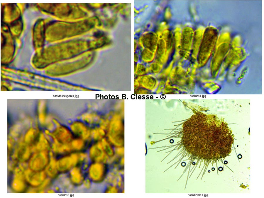 Flagelloscypha niveola