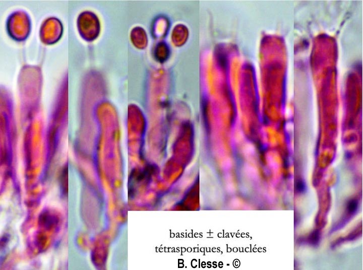 Gloeocystidiellum clavuligerum