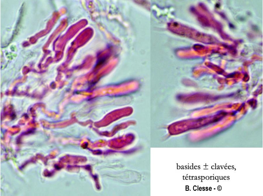Gloeocystidiellum clavuligerum