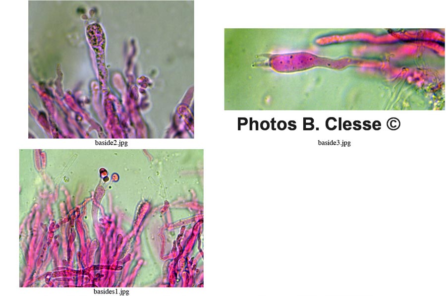 Gloiothele citrina (Vesiculomyces citrinus)