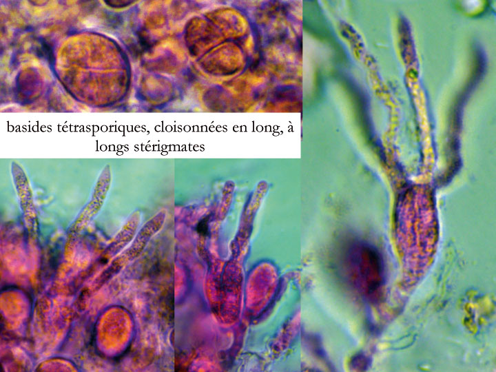 Heteroradulum deglubens (Eichleriella deglubens)