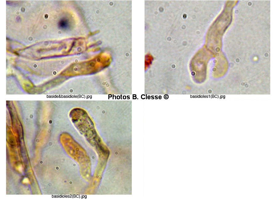 Hydnellum concrescens