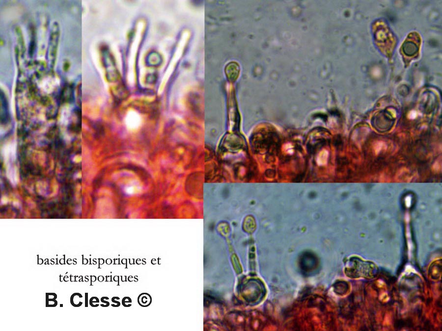 Hygrocybe mucronella